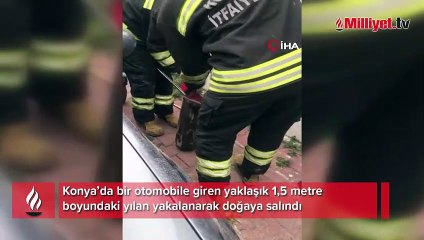 Konya’da otomobilden 1,5 metrelik yılan çıktı