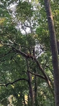 Leopard (तेंदुआ) Spotted In Jim Corbett