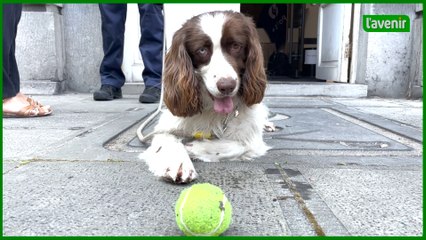 Les chiens policiers ont le flair pour trouver du cash