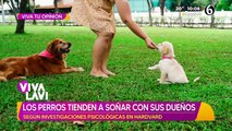 Los perros tienden a soñar con sus dueños según investigadores