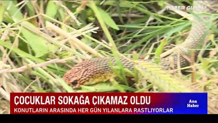 Çocuklar sokağa çıkamaz oldu! Konutların arasında her gün yılanlara rastlıyorlar