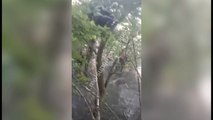 Russian soldiers get stuck in a tree following the flooding of the Kakhovka dam