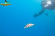 Fondazione Zoomarine e Guardia di Finanza rimettono in mare esemplare di tartaruga Caretta Caretta