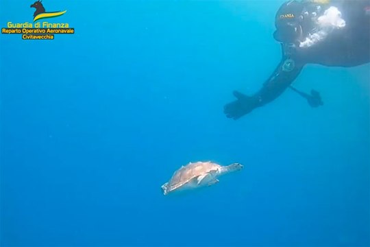 Fondazione Zoomarine e Guardia di Finanza rimettono in mare esemplare di tartaruga Caretta Caretta