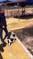 Ce chien vole le jouet d'un lion de mer