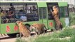 Un parc animalier incroyable entouré par les tigres de Sibérie