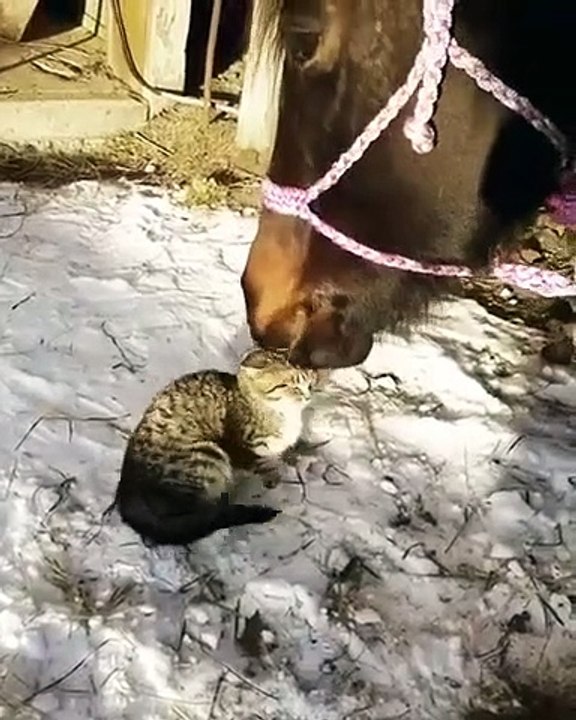 Ce cheval fait un gros calin à un chat... à sa façon