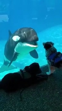 Un orque et un chien jouent à travers la vitre de l'aquarium