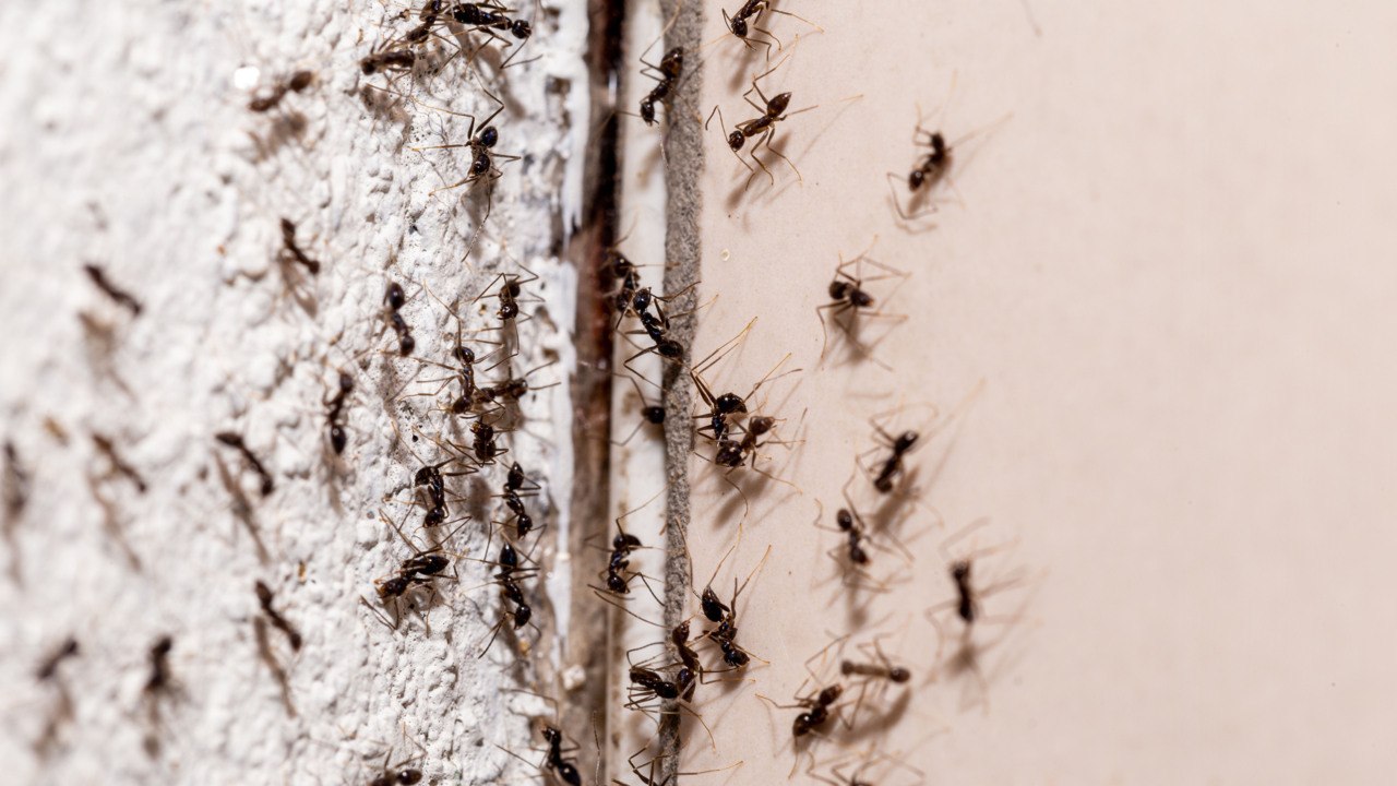 How to Get Rid of Ants from Your Home Using Natural Remedies