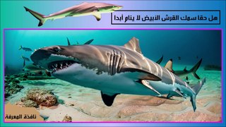 كشف الغموض- ما هو سر عدم نوم سمك القرش الأبيض؟