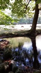 Parc du château de Vizille   Musée de la Révolution française Domaine de Vizille #vizille #france  (8)