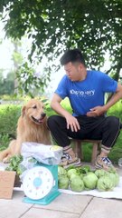 Dog and Humans relations as a care taker