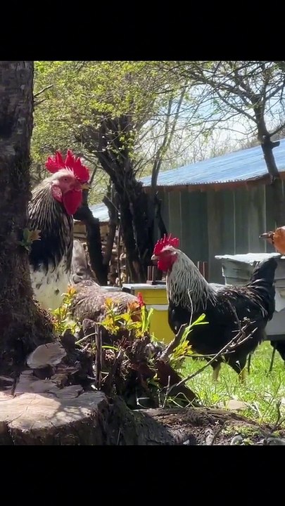 outdoor cooking