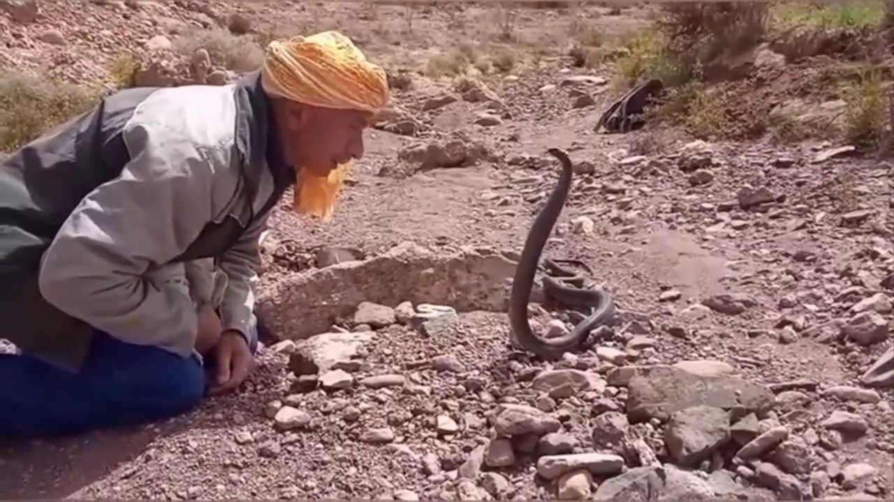 Hunting tripDangerous confrontation with the Great Viper