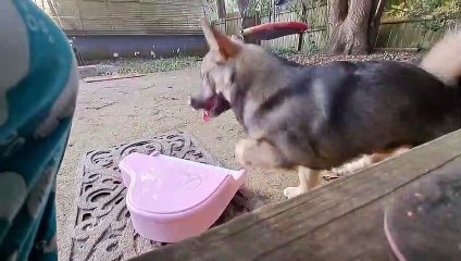 Puppy est un prodige du piano rose