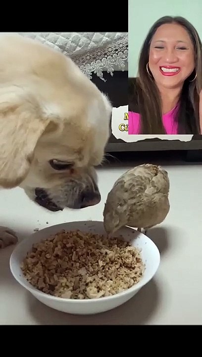 Dog funny video