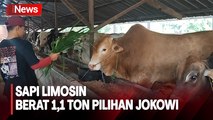 Ini Sapi Limosin 1,1 Ton, Pilihan Presiden Jokowi untuk Kurban di Bangka Belitung