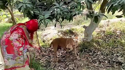 boy playing with his dog