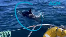 'White Gladis' the Orca raising a whale army to attack yachts