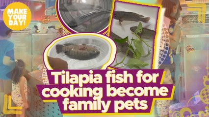 Tilapia fish for cooking become family pets | Make Your Day