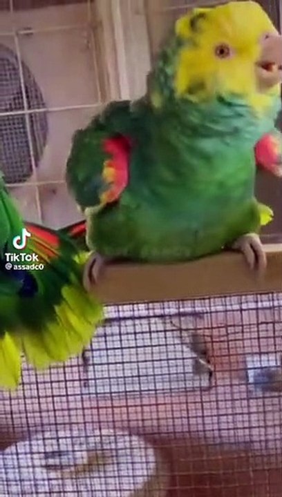Amazon parrot