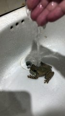 Frog Hops From Sink to Face