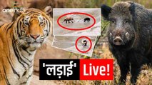 पानी की तलाश में जब हुआ जंगली सुअर और बाघ का सामना, नहीं हो पाया शिकार, देखिए लड़ाई का लाइव Video
