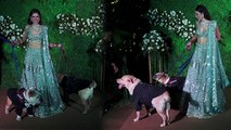 Sonnalli Seygall Grand Wedding Reception पर Pet Dogs के साथ Pose देने पर Troll Video । Boldsky