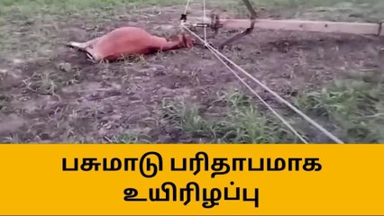 மின்சாரம் தாக்கி பசு மாடு உயிரிழப்பு
