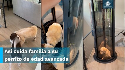 “Lomito” rompe las redes al usar ascensor construido por su dueño para ayudar a su movilidad