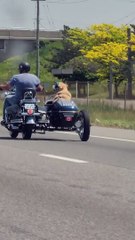 Motorcyclist Rides With Dog in Side Car