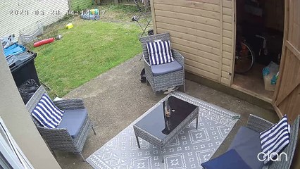 Bunny Bullies Poor Puppy