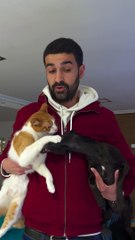 Dog Persists to Pester Cat