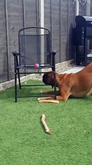 The Chair Has Stolen My Ball