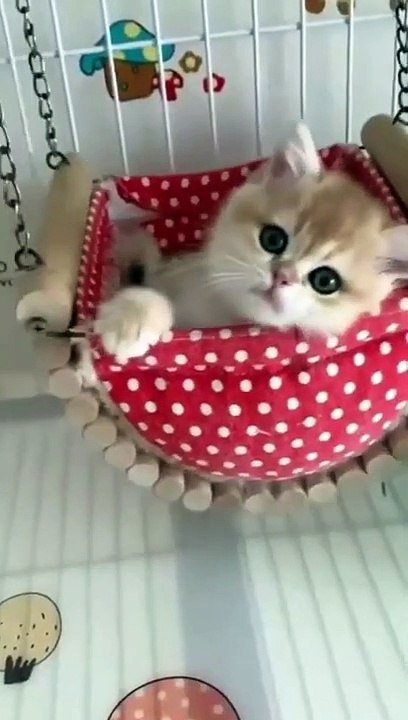 Cute animals_funny video