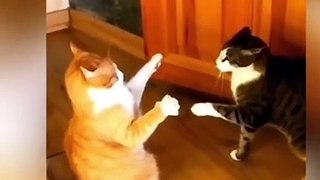 Funny Animals Videos 2023  - Funniest cats and dogs video