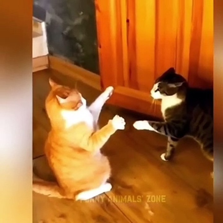 Funny Animals Videos 2023  - Funniest cats and dogs video