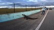Huge alligator causes traffic jam while crossing highway