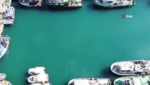 Voici comment le phoque moine de Méditerranée a été repéré sur la plage
