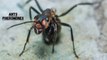 Why Do Ants Use Pheromones I Ants Pheromones