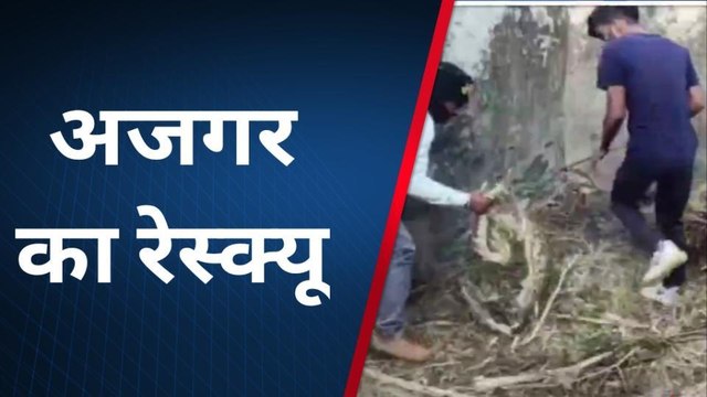राजसमंद : गांव में आया 12 फीट लंबा अजगर, रेस्क्यू कर जंगल में छोड़ा, देखिए विडियो