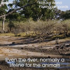 New tongue twister: Big cats catch catfish 