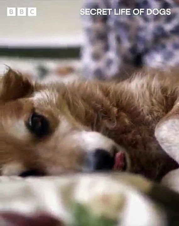 This dog's 'sixth sense' led to a life-changing cancer diagnosis.