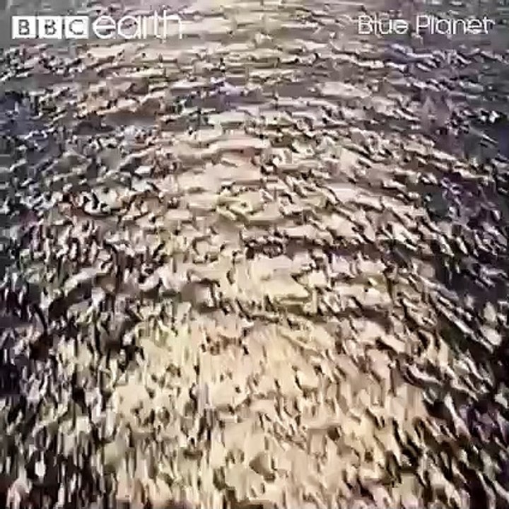 Did you know only one in a million yellowfin tuna make it to the age of three?  These tuna hatchlings must survive against the odds, facing attacks from both the skies above and the deep sea below...