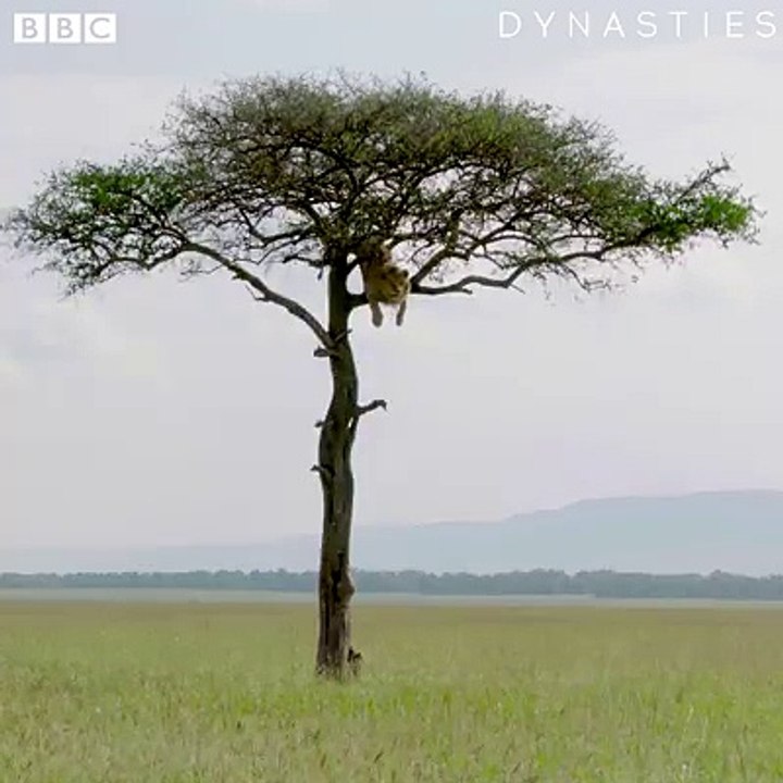 What goes up...!   #Dynasties