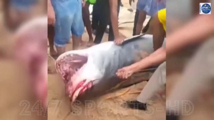 Russian citizen mauled to death by tiger shark off Egypt's Red Sea coast in rare attack