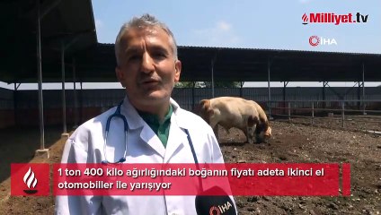 Onu gören şaşırıyor: İkinci el otomobil fiyatına alıcısını bekliyor