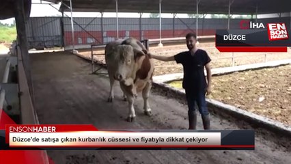 Düzce'de satışa çıkan kurbanlık cüssesi ve fiyatıyla dikkat çekiyor