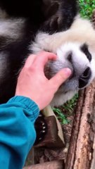 Can You Imagine If You Are A Panda Breeder