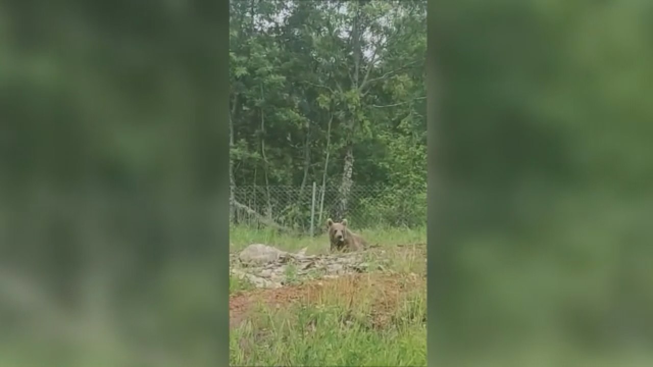 Köye inen ayılar vatandaşları tedirgin ediyor